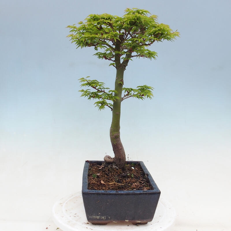 Outdoor bonsai - Acer palmatum Shishigashira