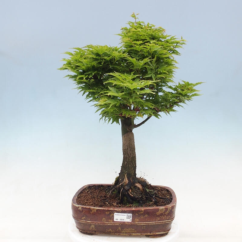 Outdoor bonsai - Acer palmatum Shishigashira