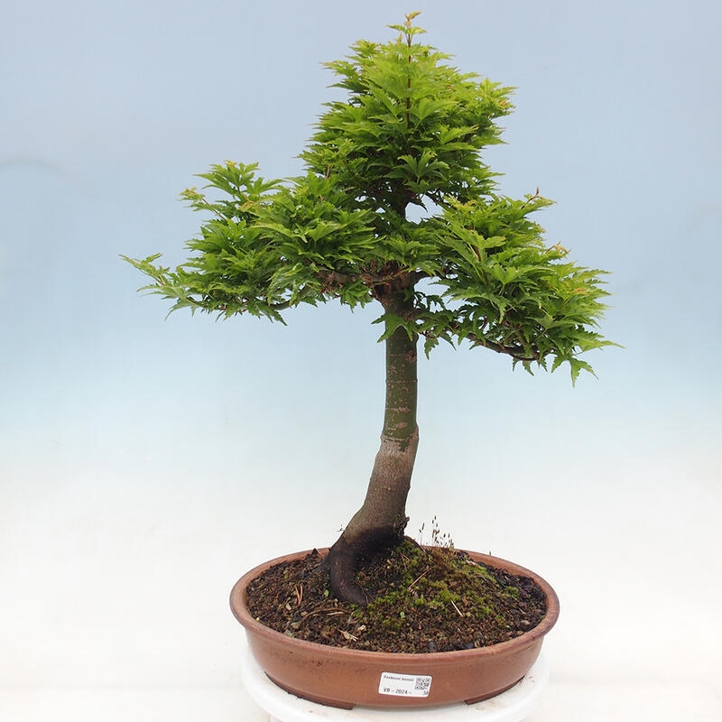 Outdoor bonsai - Acer palmatum Shishigashira