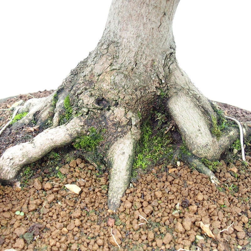 Bonsai zewnętrzne - Klon Francuski - Acer Nonspessulanum