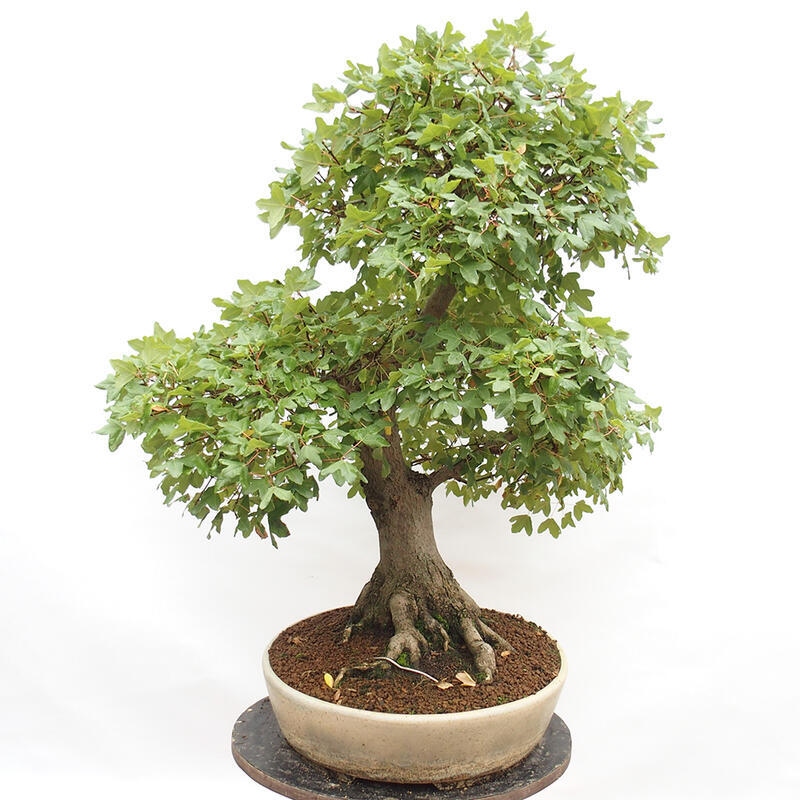 Bonsai zewnętrzne - Klon Francuski - Acer Nonspessulanum