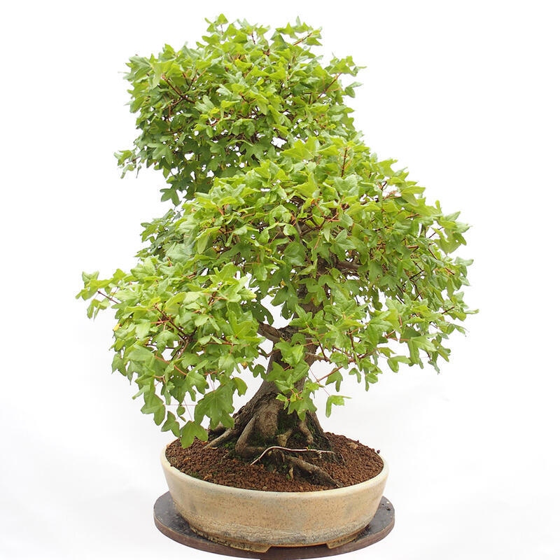 Bonsai zewnętrzne - Klon Francuski - Acer Nonspessulanum