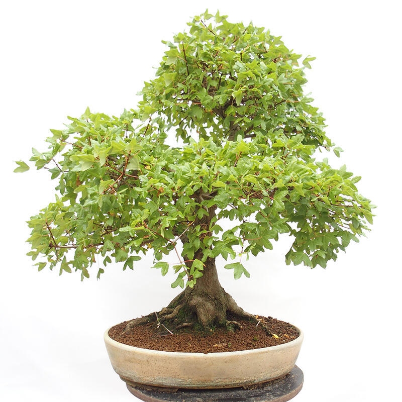 Bonsai zewnętrzne - Klon Francuski - Acer Nonspessulanum