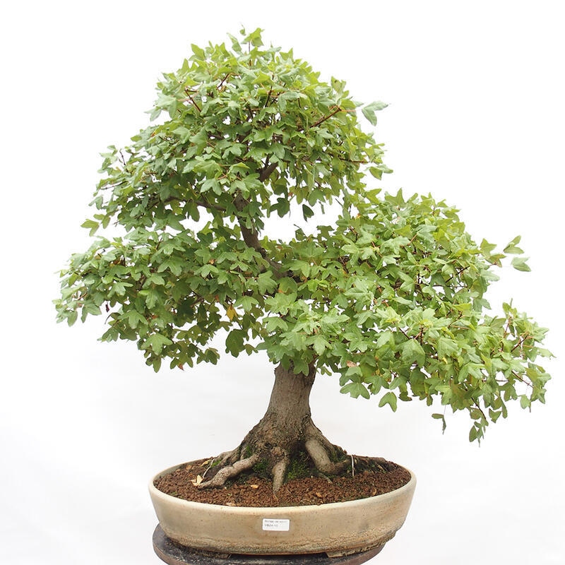 Bonsai zewnętrzne - Klon Francuski - Acer Nonspessulanum