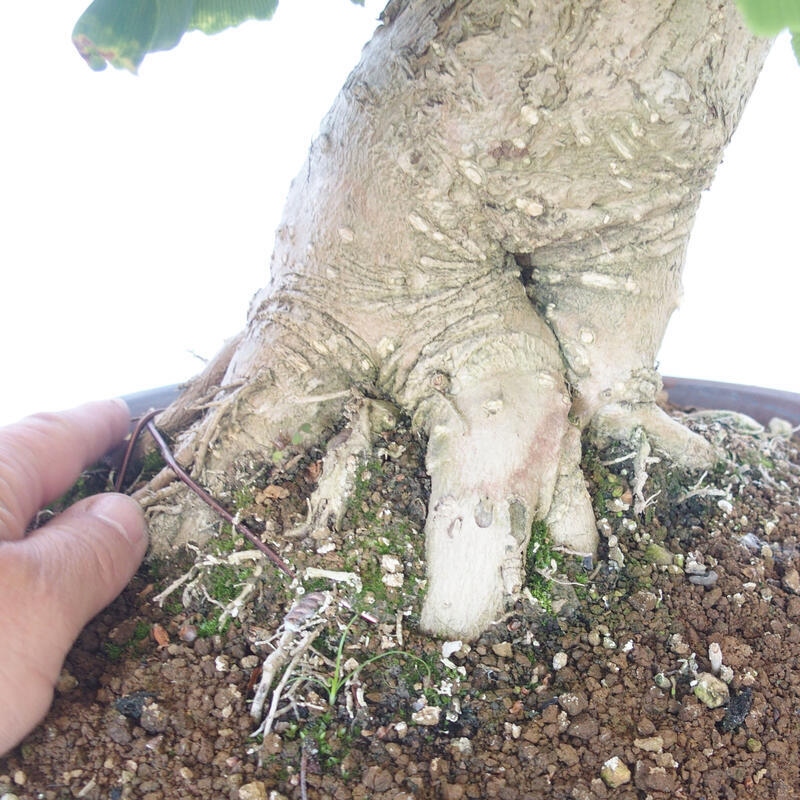 Outdoor bonsai - Jinan biloba - Ginkgo biloba