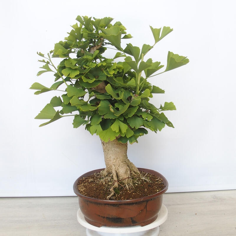 Outdoor bonsai - Jinan biloba - Ginkgo biloba