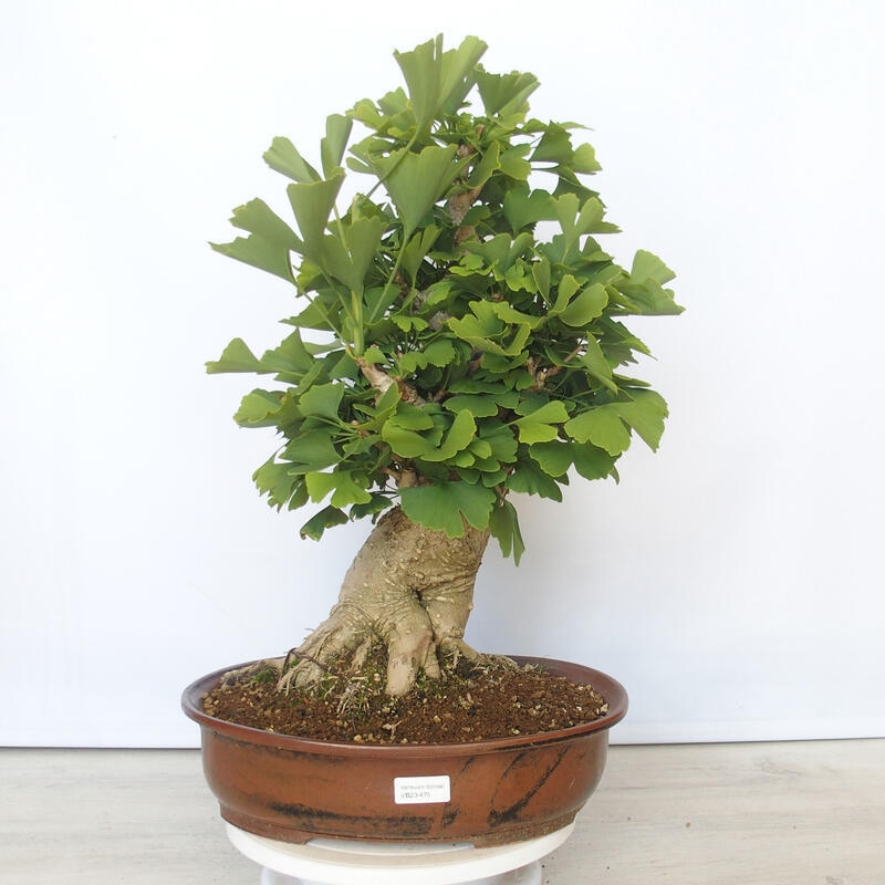 Outdoor bonsai - Jinan biloba - Ginkgo biloba