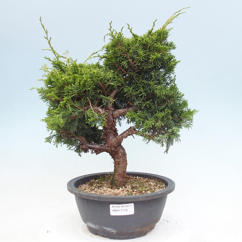 Outdoor bonsai - Juniperus chinensis Itoigawa - Jałowiec chiński