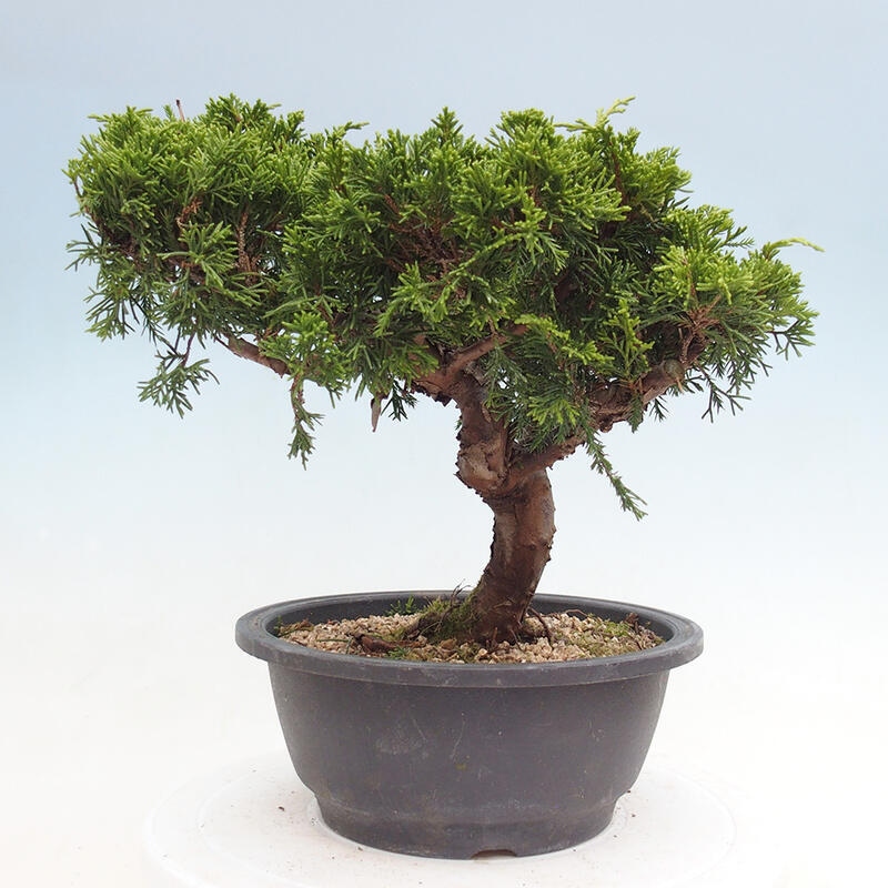 Outdoor bonsai - Juniperus chinensis Itoigawa - Jałowiec chiński