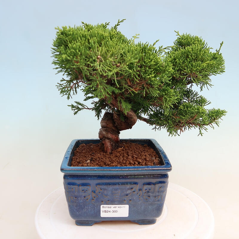 Outdoor bonsai - Juniperus chinensis Itoigawa - Jałowiec chiński