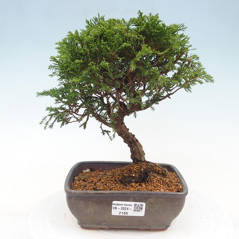 Outdoor bonsai - Juniperus chinensis Itoigawa - Jałowiec chiński