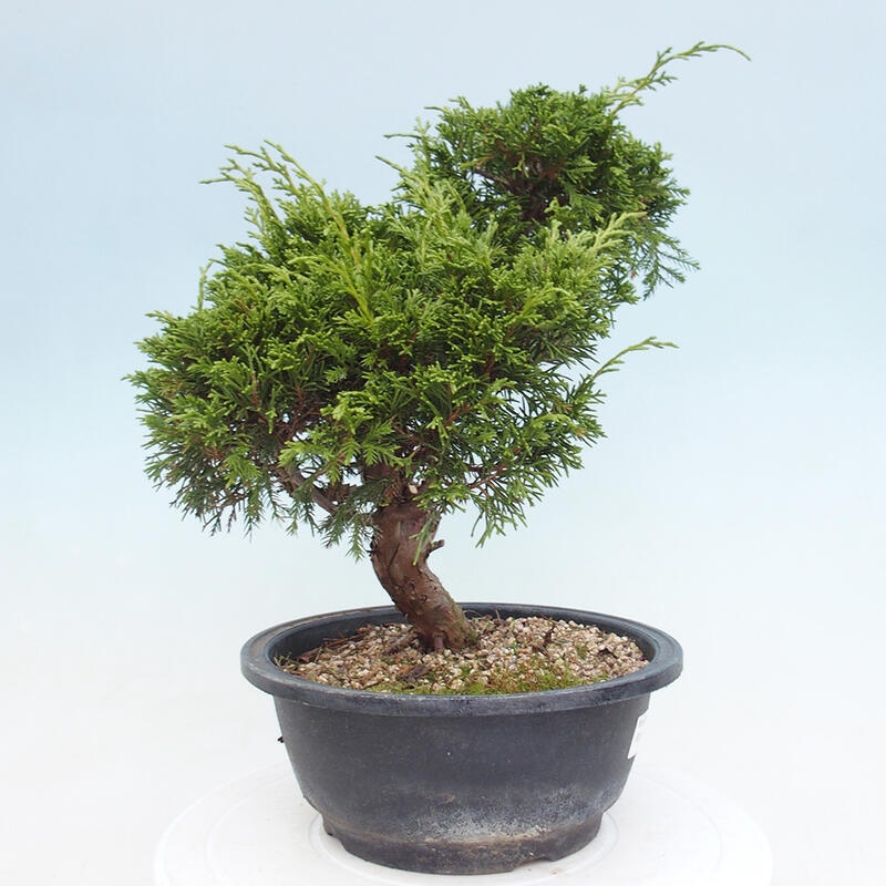 Outdoor bonsai - Juniperus chinensis Itoigawa - Jałowiec chiński