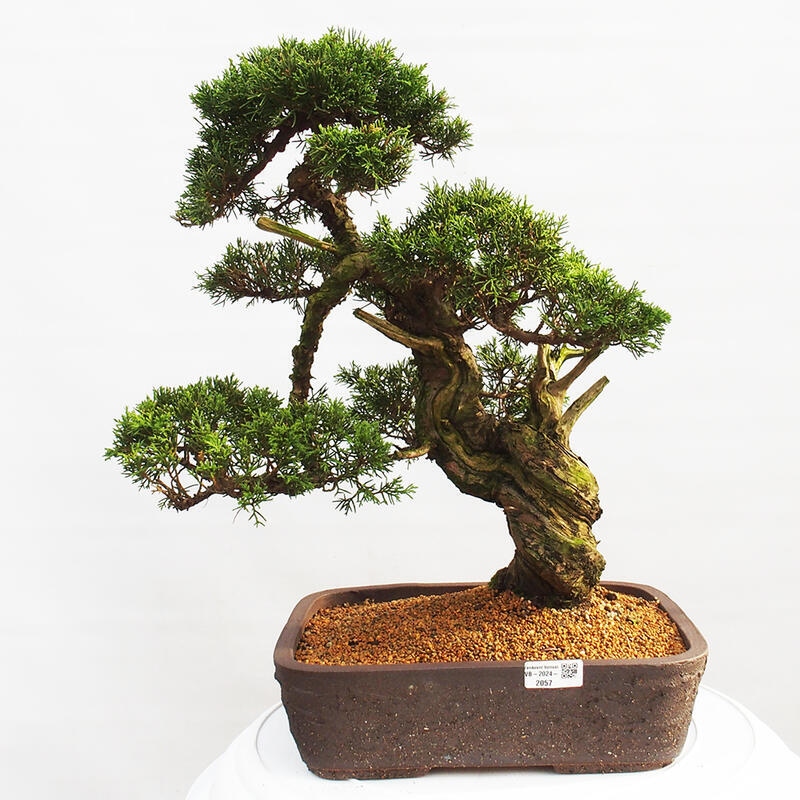 Outdoor bonsai - Juniperus chinensis Itoigawa - Jałowiec chiński