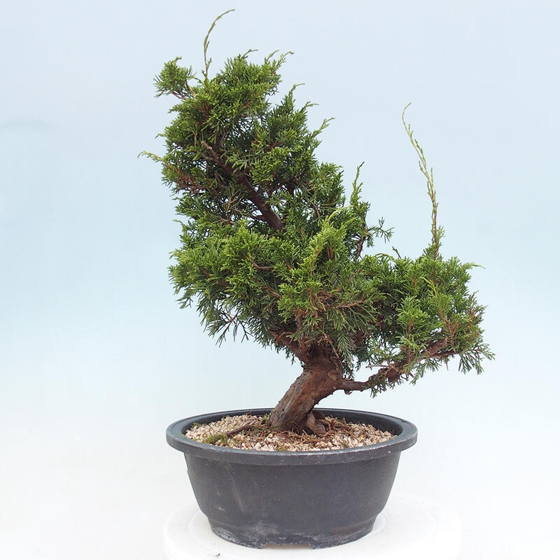 Outdoor bonsai - Juniperus chinensis Itoigawa - Jałowiec chiński