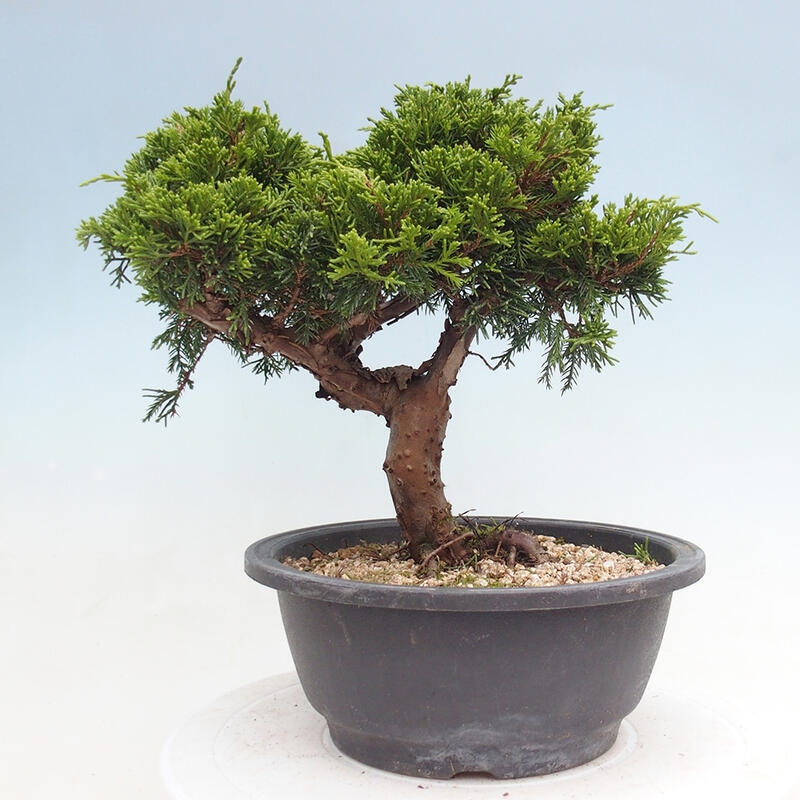 Outdoor bonsai - Juniperus chinensis Itoigawa - Jałowiec chiński