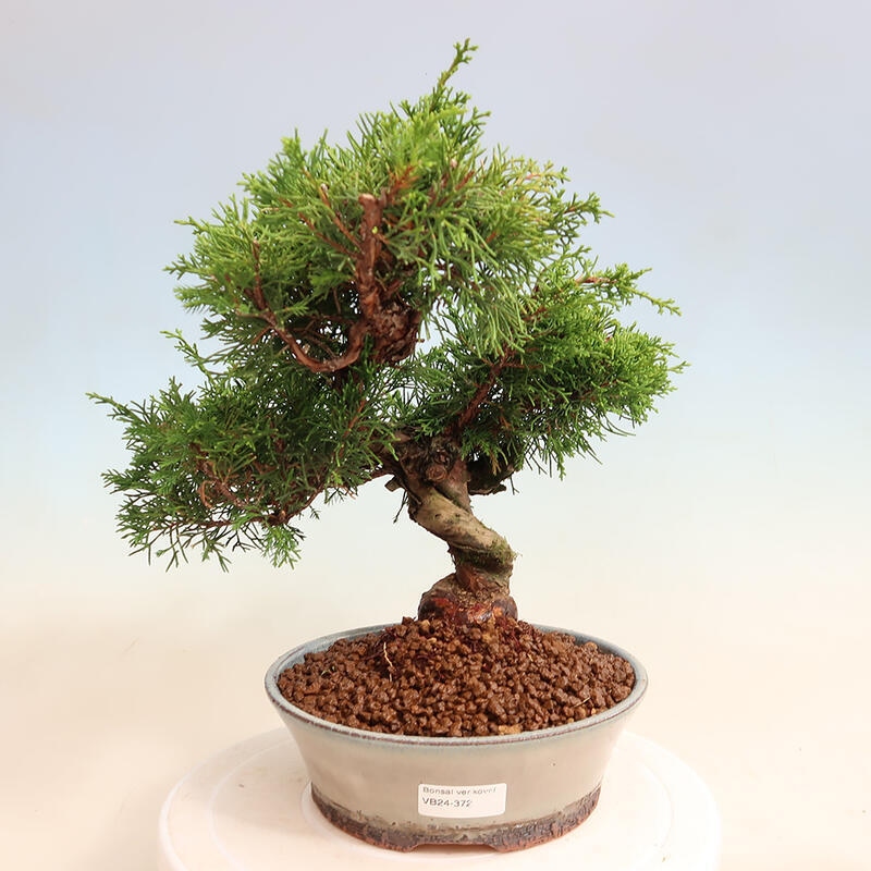 Outdoor bonsai - Juniperus chinensis Itoigawa - Jałowiec chiński