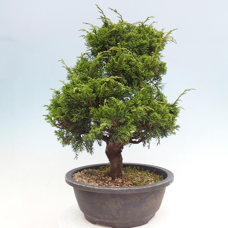 Outdoor bonsai - Juniperus chinensis Itoigawa - Jałowiec chiński