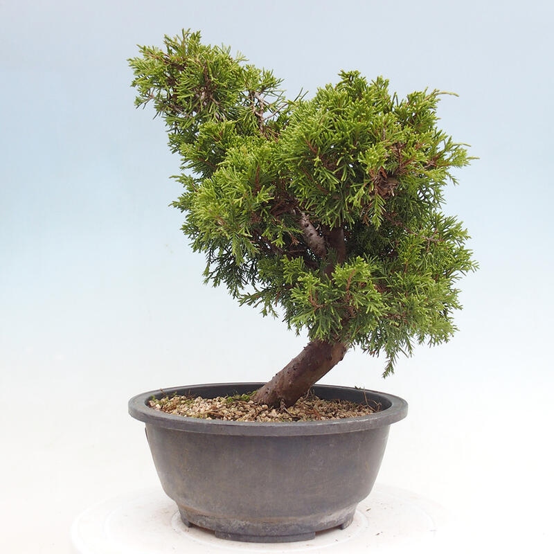 Outdoor bonsai - Juniperus chinensis Itoigawa - Jałowiec chiński