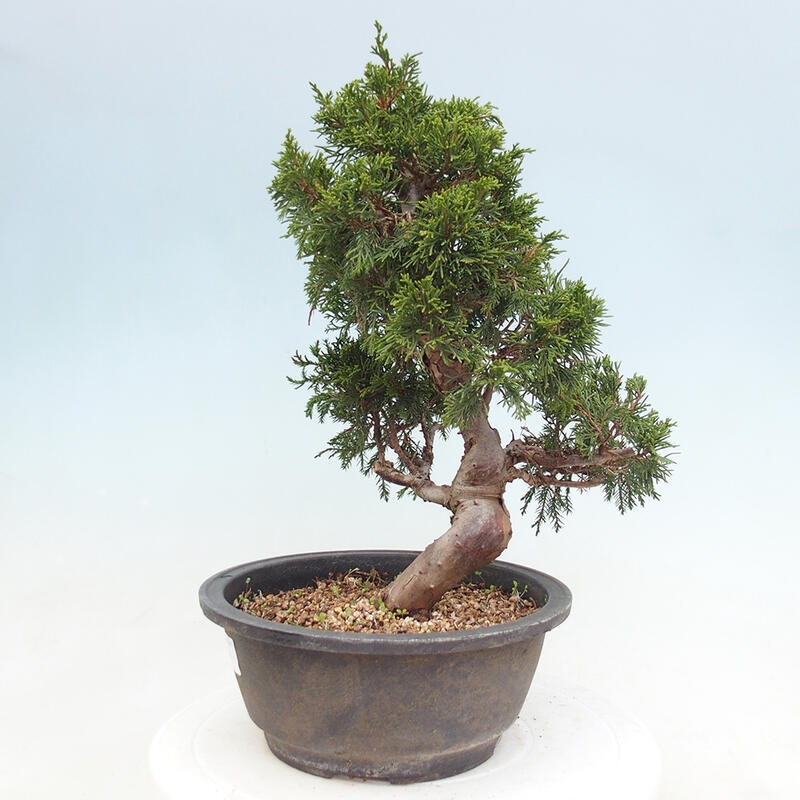 Outdoor bonsai - Juniperus chinensis Itoigawa - Jałowiec chiński