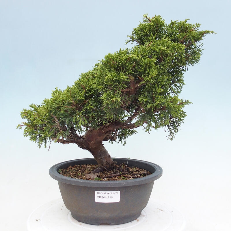 Outdoor bonsai - Juniperus chinensis Itoigawa - Jałowiec chiński