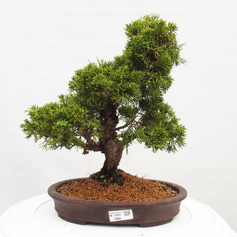 Outdoor bonsai - Juniperus chinensis Itoigawa - Jałowiec chiński