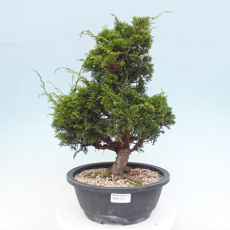 Outdoor bonsai - Juniperus chinensis Itoigawa - Jałowiec chiński