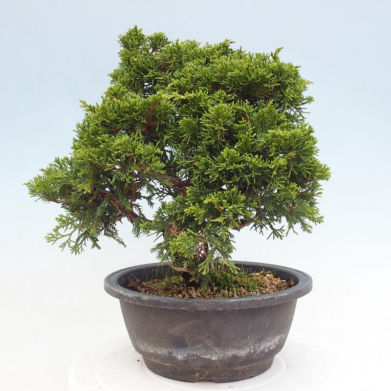 Outdoor bonsai - Juniperus chinensis Itoigawa - Jałowiec chiński