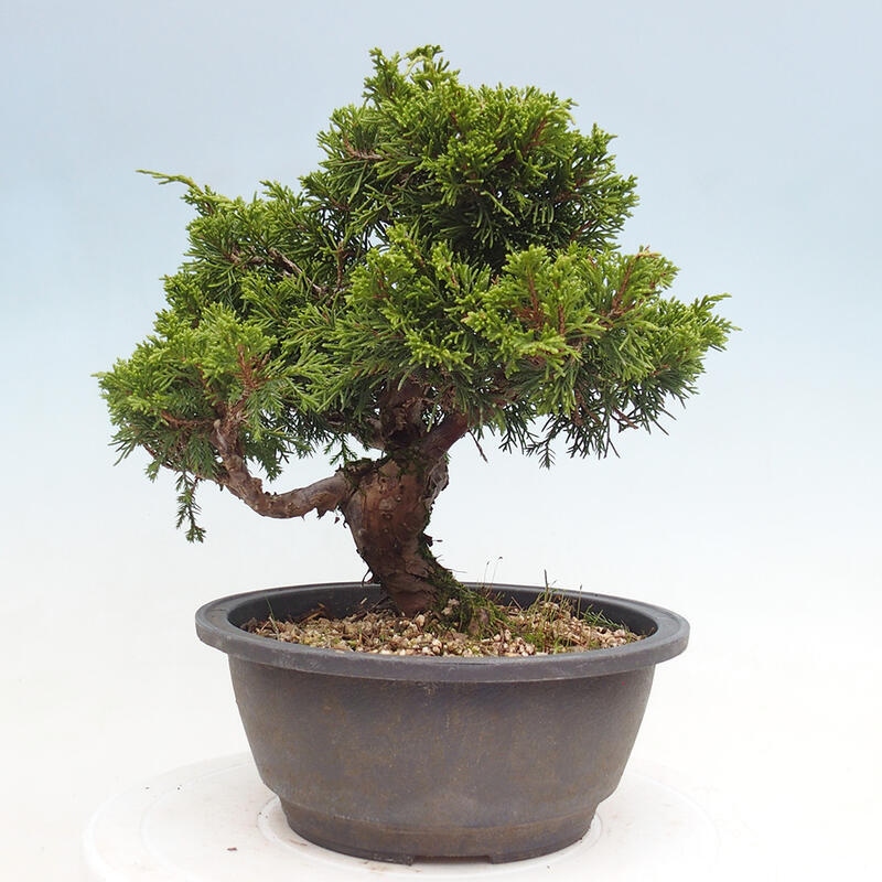 Outdoor bonsai - Juniperus chinensis Itoigawa - Jałowiec chiński