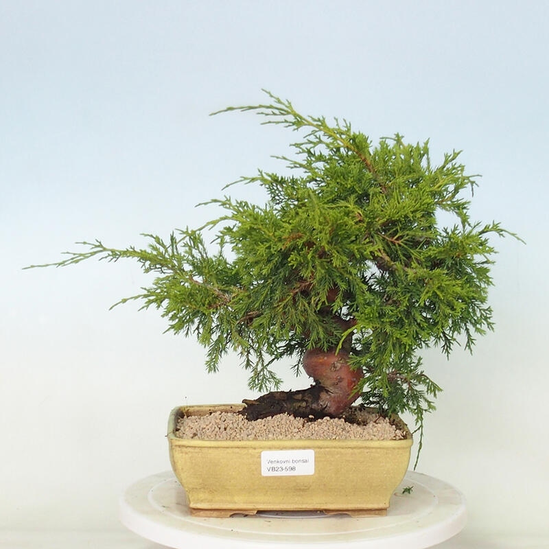 Outdoor bonsai - Juniperus chinensis Itoigawa - Jałowiec chiński