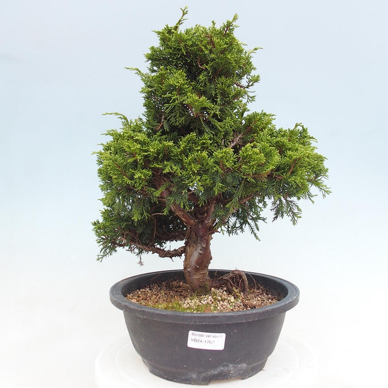 Outdoor bonsai - Juniperus chinensis Itoigawa - Jałowiec chiński