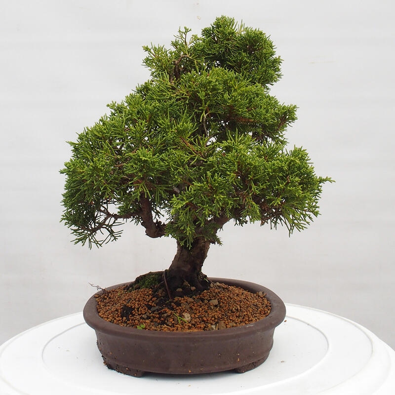 Outdoor bonsai - Juniperus chinensis Itoigawa - Jałowiec chiński