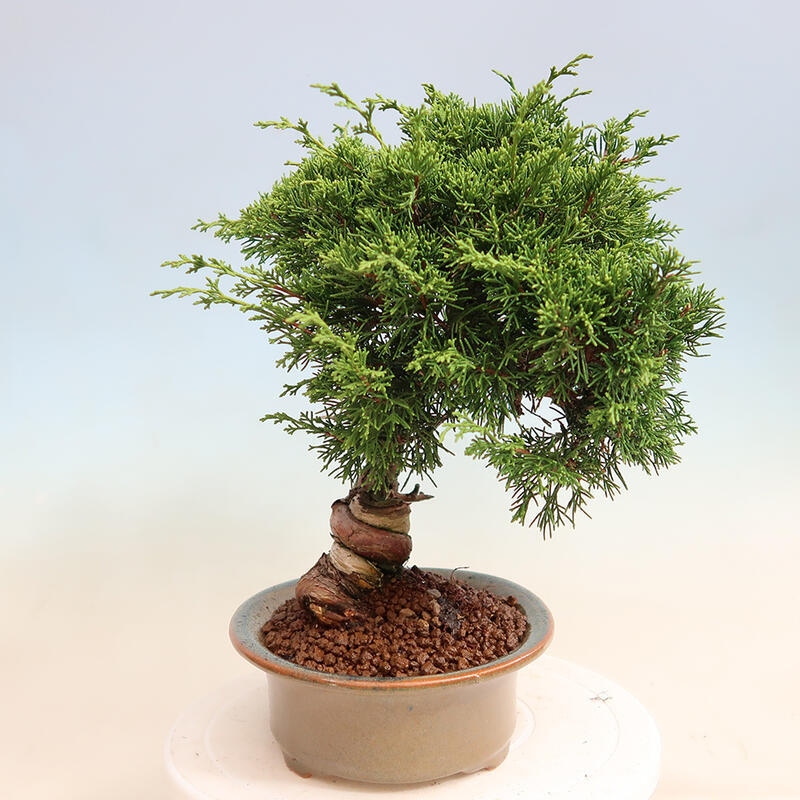 Outdoor bonsai - Juniperus chinensis Itoigawa - Jałowiec chiński