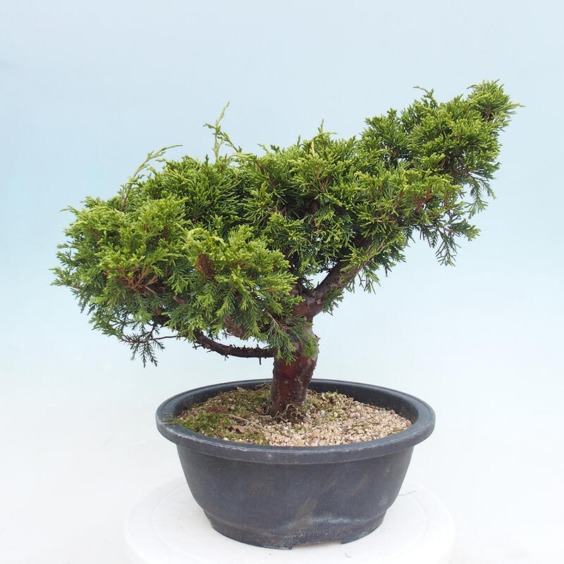 Outdoor bonsai - Juniperus chinensis Itoigawa - Jałowiec chiński