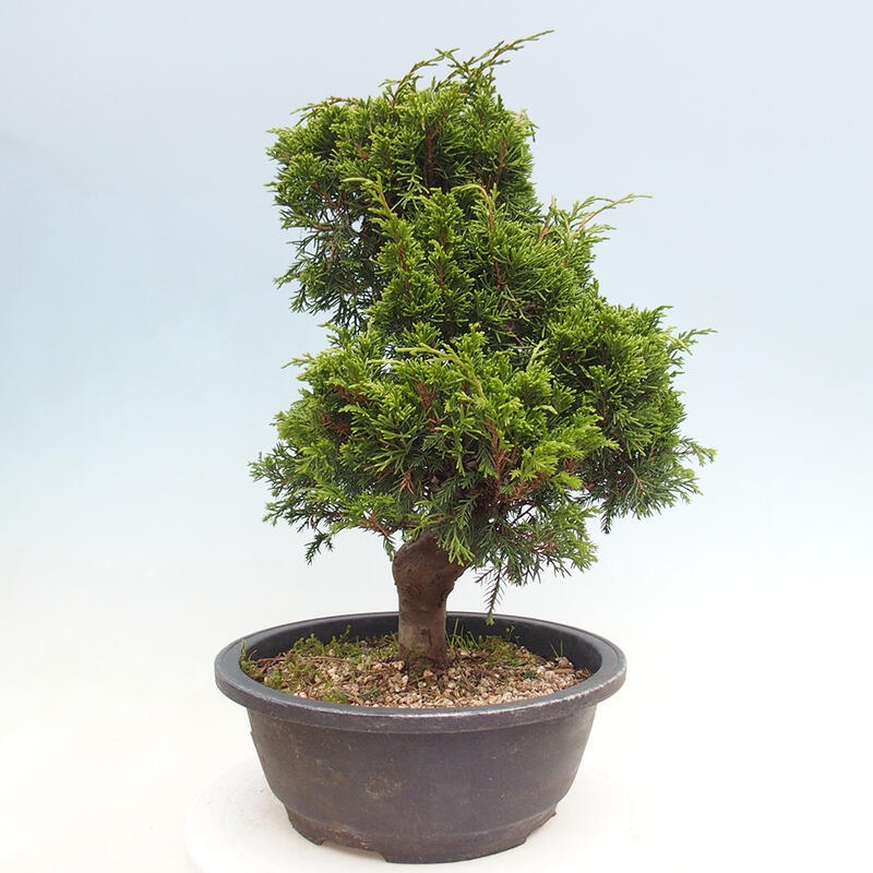 Outdoor bonsai - Juniperus chinensis Itoigawa - Jałowiec chiński