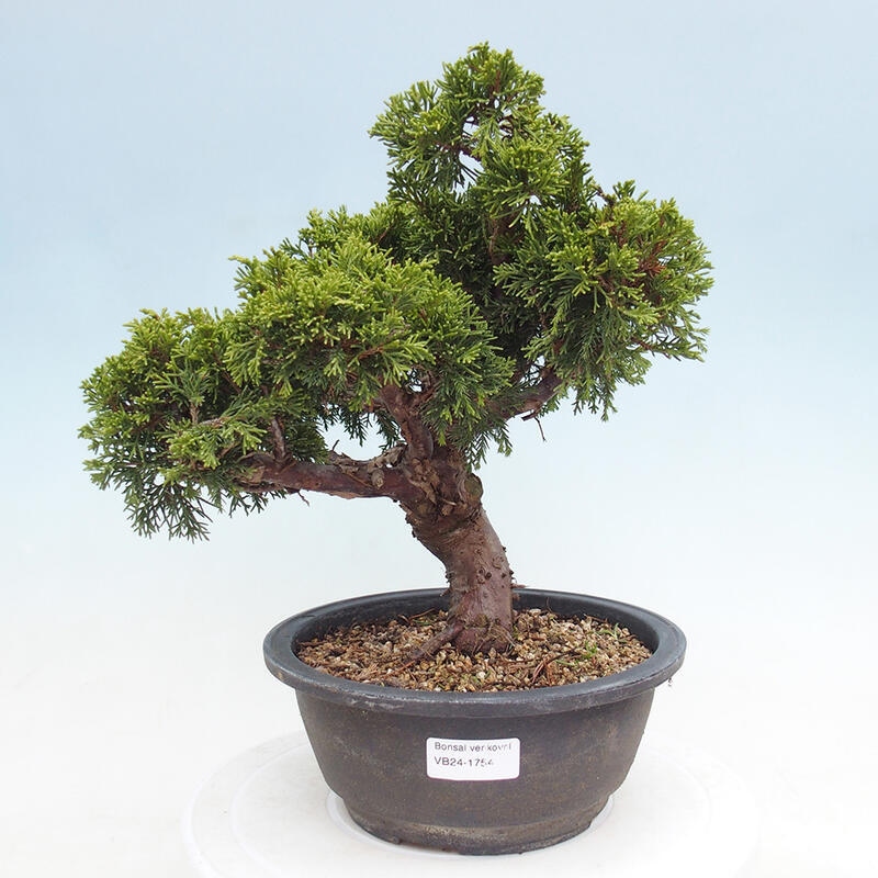 Outdoor bonsai - Juniperus chinensis Itoigawa - Jałowiec chiński