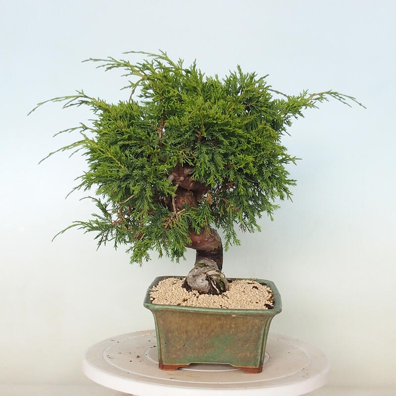 Outdoor bonsai - Juniperus chinensis Itoigawa - Jałowiec chiński