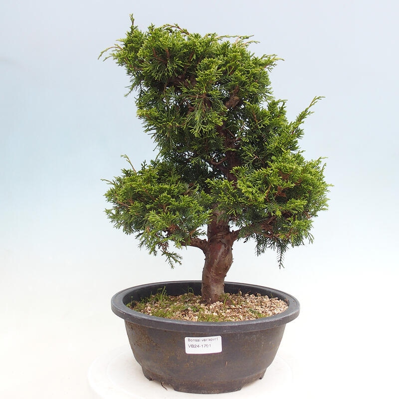 Outdoor bonsai - Juniperus chinensis Itoigawa - Jałowiec chiński