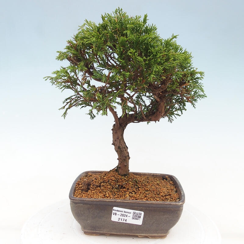 Outdoor bonsai - Juniperus chinensis Itoigawa - Jałowiec chiński