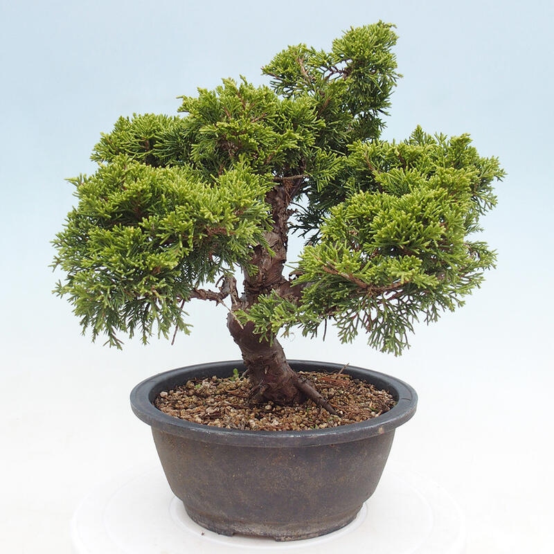 Outdoor bonsai - Juniperus chinensis Itoigawa - Jałowiec chiński