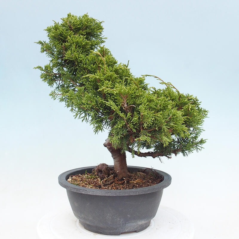 Outdoor bonsai - Juniperus chinensis Itoigawa - Jałowiec chiński