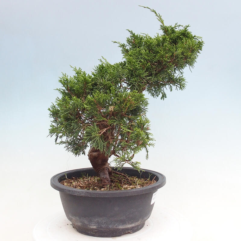 Outdoor bonsai - Juniperus chinensis Itoigawa - Jałowiec chiński