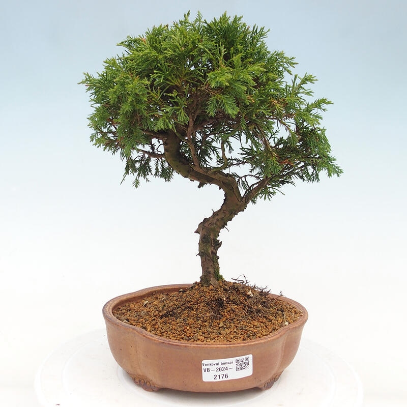 Outdoor bonsai - Juniperus chinensis Itoigawa - Jałowiec chiński