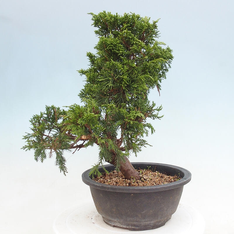 Outdoor bonsai - Juniperus chinensis Itoigawa - Jałowiec chiński