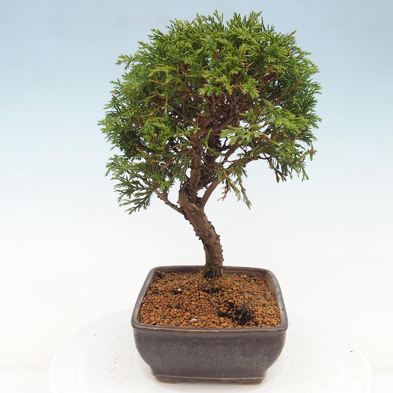 Outdoor bonsai - Juniperus chinensis Itoigawa - Jałowiec chiński