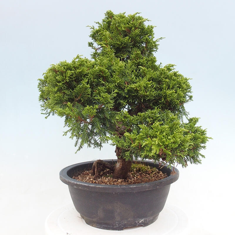 Outdoor bonsai - Juniperus chinensis Itoigawa - Jałowiec chiński