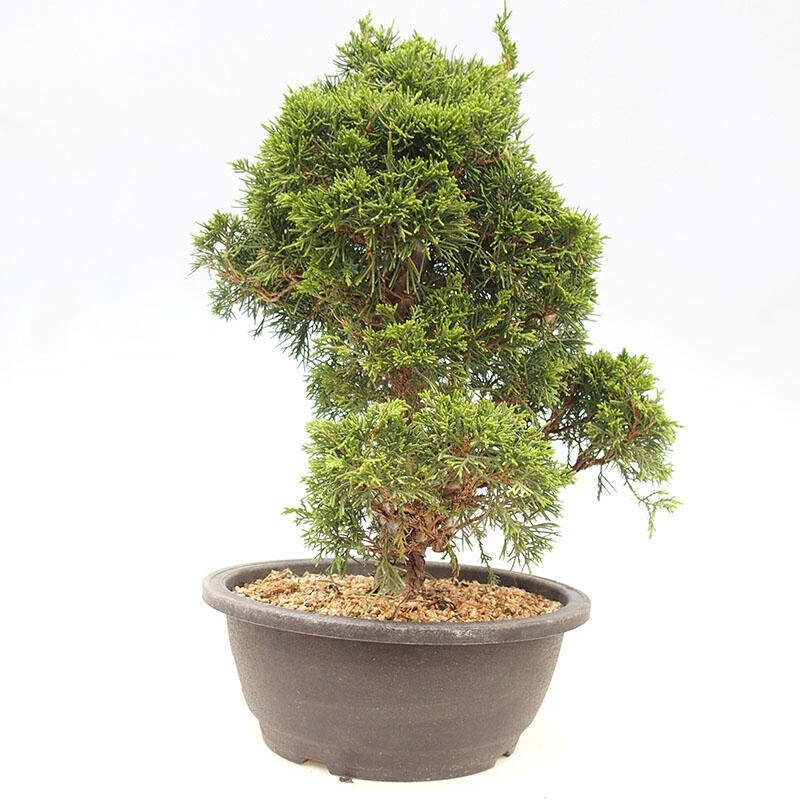 Outdoor bonsai - Juniperus chinensis Itoigawa-jałowiec chiński