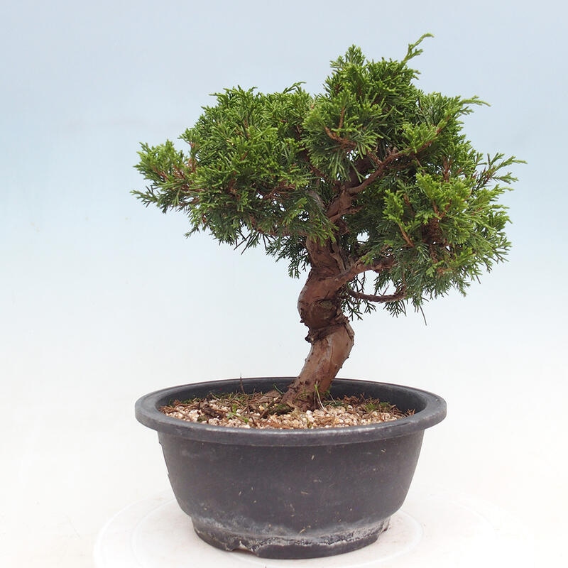 Outdoor bonsai - Juniperus chinensis Itoigawa - Jałowiec chiński