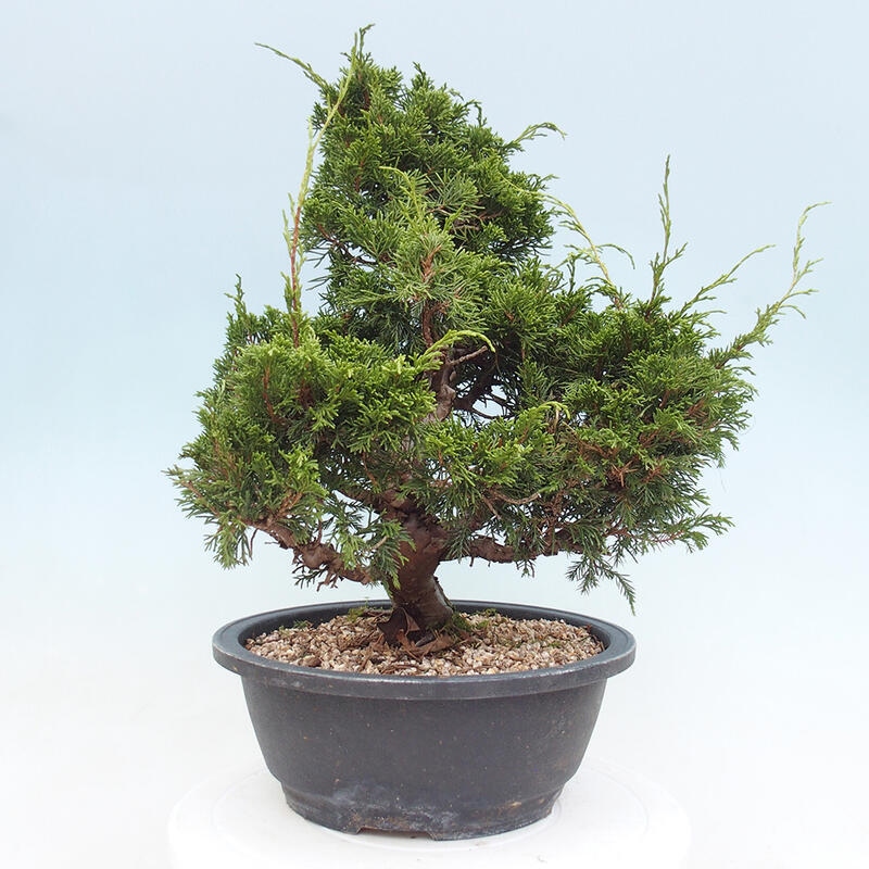 Outdoor bonsai - Juniperus chinensis Itoigawa - Jałowiec chiński