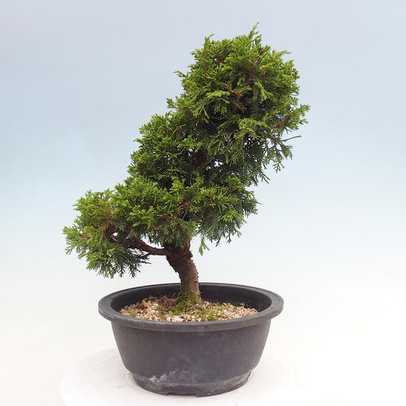 Outdoor bonsai - Juniperus chinensis Itoigawa - Jałowiec chiński