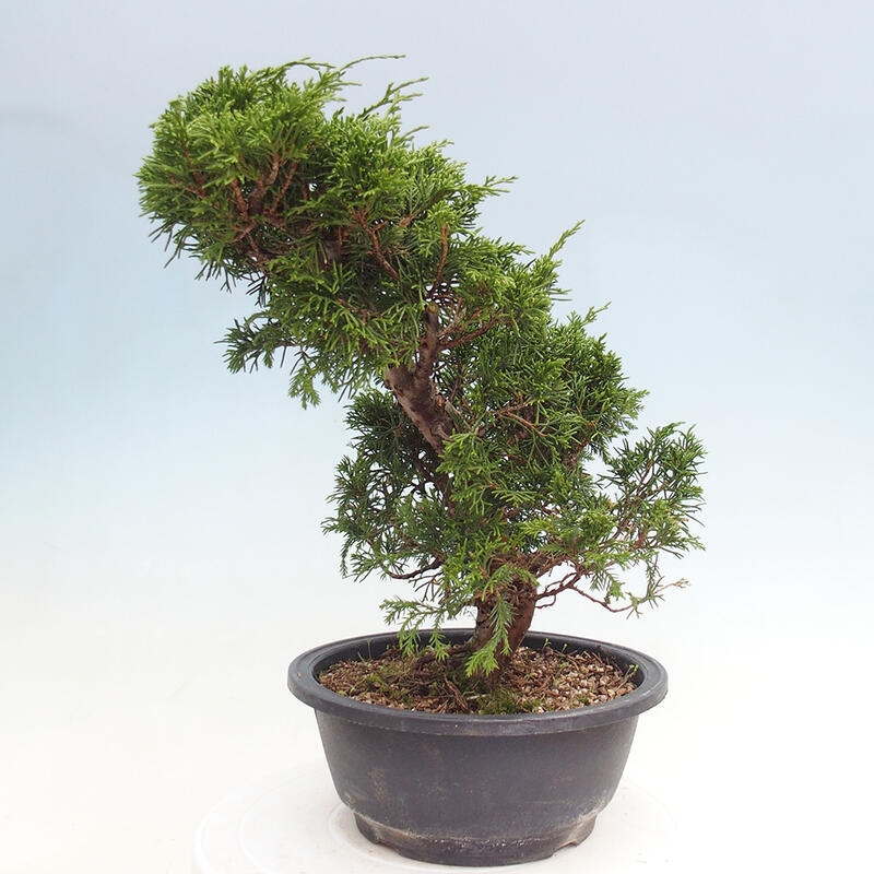 Outdoor bonsai - Juniperus chinensis Itoigawa - Jałowiec chiński